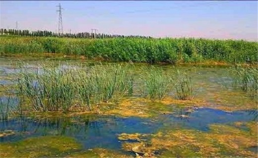 تالاب بیشه دالان، جاذبه زیبای گردشگری در استان لرستان