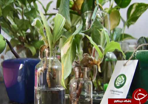 کافه گلخونه، مکانی برای رسیدن به آرامش در زندگی پر التهاب شهری+فیلم