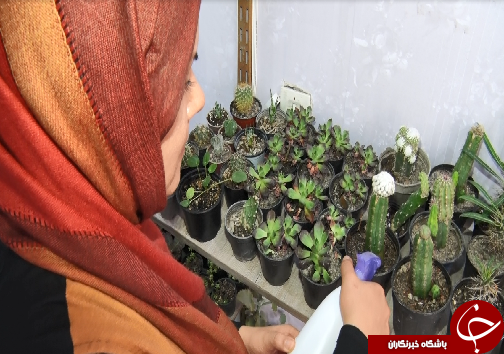کافه گلخونه، مکانی برای رسیدن به آرامش در زندگی پر التهاب شهری+فیلم