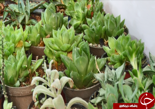 کافه گلخونه، مکانی برای رسیدن به آرامش در زندگی پر التهاب شهری+فیلم