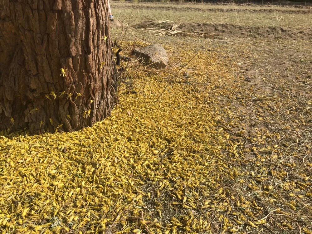 روز&zwnj;های پایانی مبارزه با ملخ صحرایی مهاجر در سیستان وبلوچستان