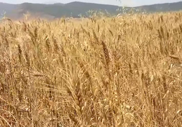 گندم&zwnj;زارهای کجور در قاب دوربین + فیلم