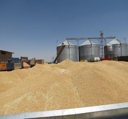 خریداری ۷۰ هزا ر تن گندم مازاد بر نیاز کشاورزان کردستانی