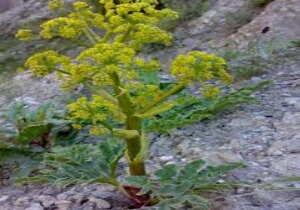 آغاز برداشت آنغوزه در خراسان جنوبی