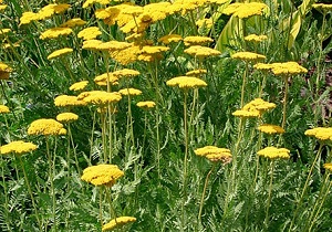 بهره مندی ۹۰۰ خانوار زیرکوهی از برداشت گیاه بومادران