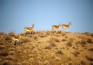 سرشماری وحوش در منطقه خنار سرخه
