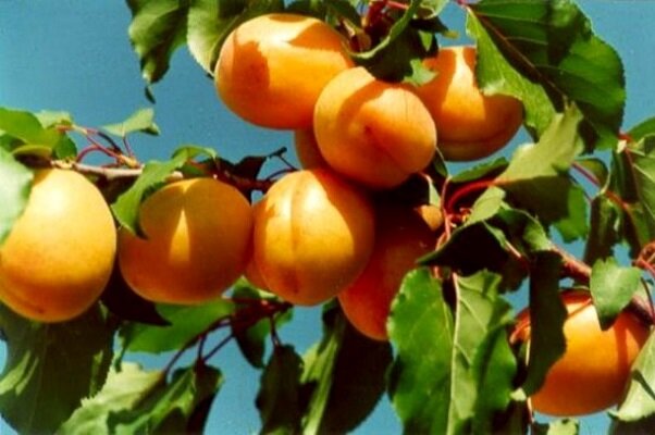 برگزاری جشنواره زردآلو امسال در مرند