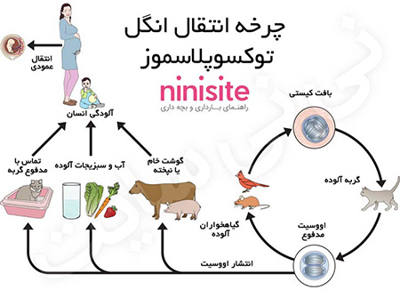 ضعف در سیستم ایمنی بدن با انگل های مسری