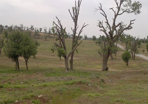اجرای طرح ساماندهی درختان کهنسال جنگلی استهبان
