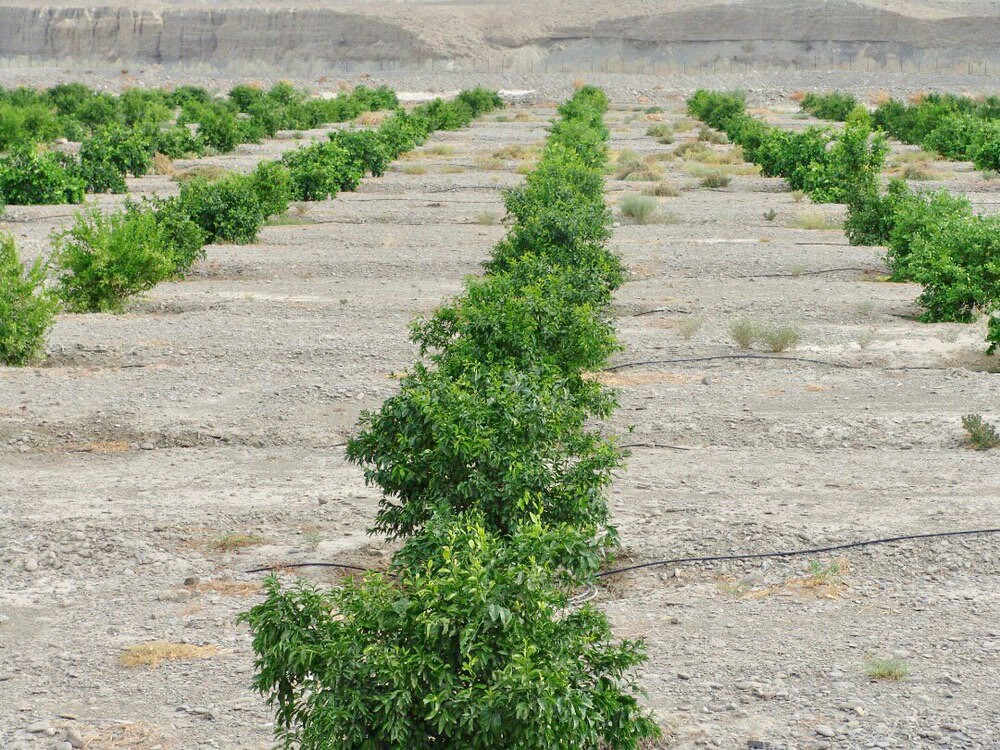 ۲۴۰هکتار سیستم  آبیاری تحت فشار  وکم فشار  در شهرستان نیکشهر در حال  اجرا ست