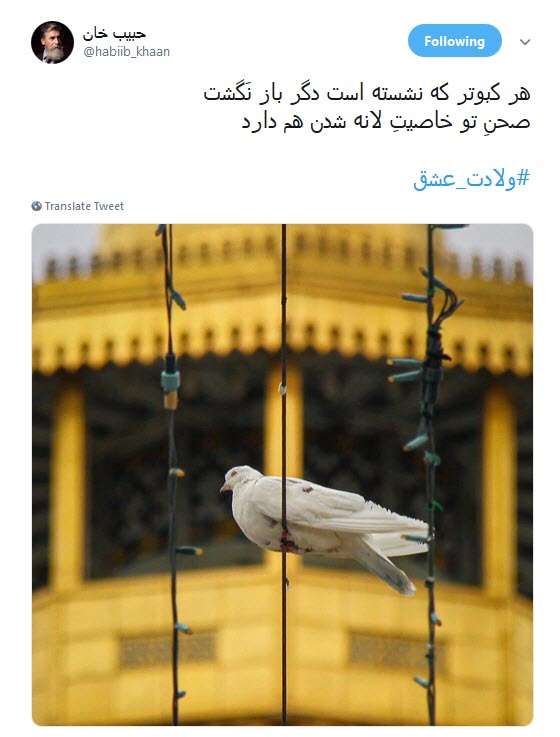 #ولادت_عشق/ صحنت مدینه،مکه،نجف؛کربلای ماست آری؛تمام هستی ما مشهدالرضاست +تصاویر