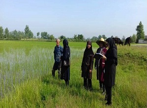 اجرای طرح‌های تحقیقی ترویجی کشاورزی در گیلان