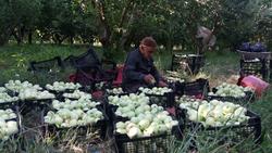 برداشت سیب گلاب در روستای تکه + فیلم