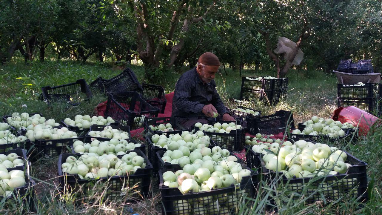 برداشت سیب گلاب در روستای تکه + فیلم