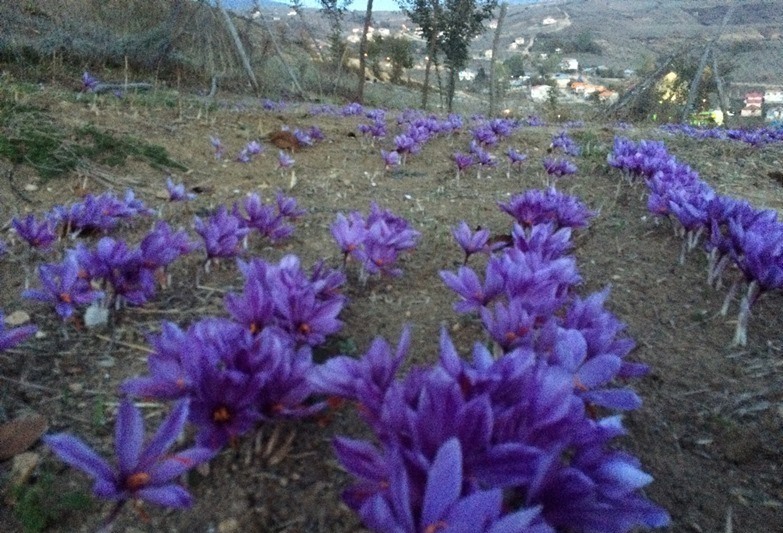 افزایش سطح زیر کشت زعفران در گیلان