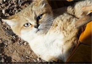 مشاهده گربه شنی در شهرستان نهبندان