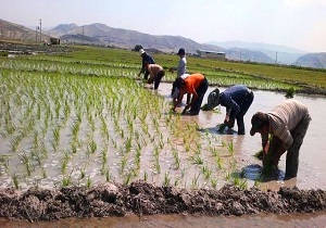 توقف افزایش آب‌بهای شلتوک‌کاران مناطق سیل زده خوزستان