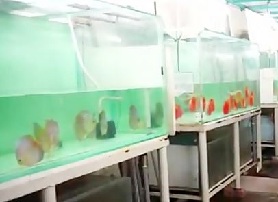 تکثیر خانگی ماهی دیسکاس برای اولین بار در استان مرکزی