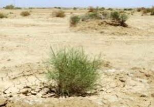 آغاز عملیات آبیاری و نهالکاری در ۳۴۵ هکتار از مناطق بیابانی سربیشه