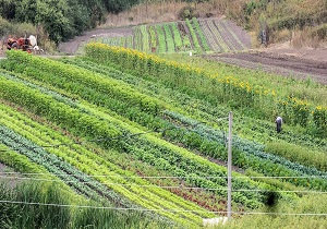 سموم باقی مانده در محصولات کشاورزی پایش شود