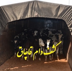 &nbsp;کشف دام قاچاق در محدوده ایستگاه راه آهن بناب زنجان