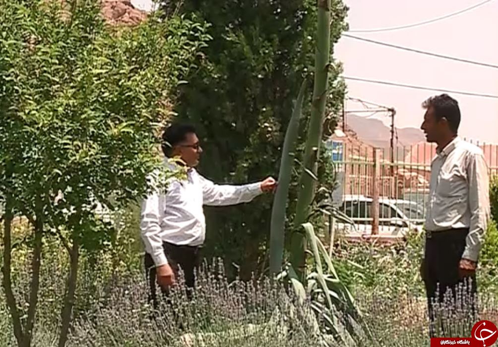 پدیده نادر به گل نشستن گیاه غول پیکر 