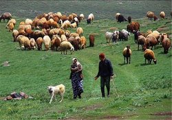 تولید بخش عظیمی از نیازهای کشور توسط عشایران