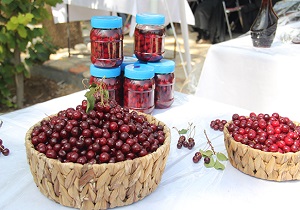 تفت، میزبان سومین جشنواره آلبالو
