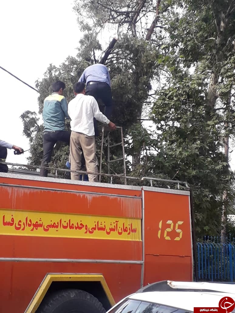 وزش باد شدید در فسا حادثه آفرید/آتش سوزی تیر برق در فسا + تصاویر