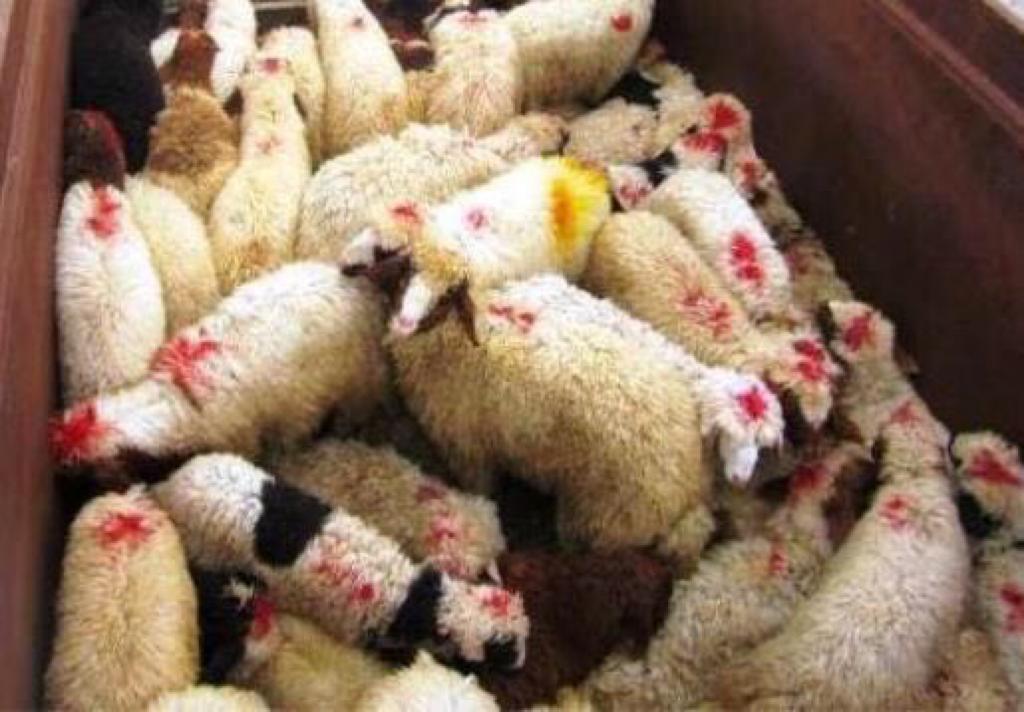 کشف احشام قاچاق در  نیشابور