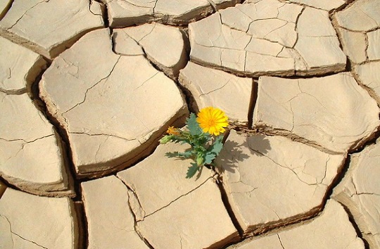 تلاش برای احیای دوباره دشت شهرکرد