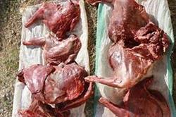دستگیری شکارچی گوشت میش وحشی در تربت حیدریه