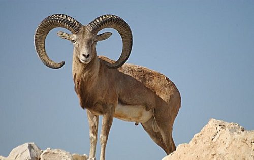۳ سال حبس مجازات شکارچی حیات وحش