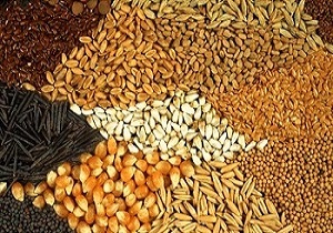 توزیع بیش از ۱۵۰۰ تن نهاده‌های دامی در شاهرود