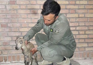 عامل زنده‌گیری بز وحشی در آرادان دستگیر شد