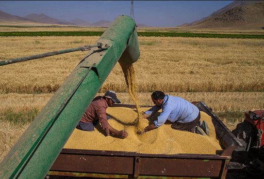 قاچاق گندم و جو در استان مرکزی صورت نگرفته