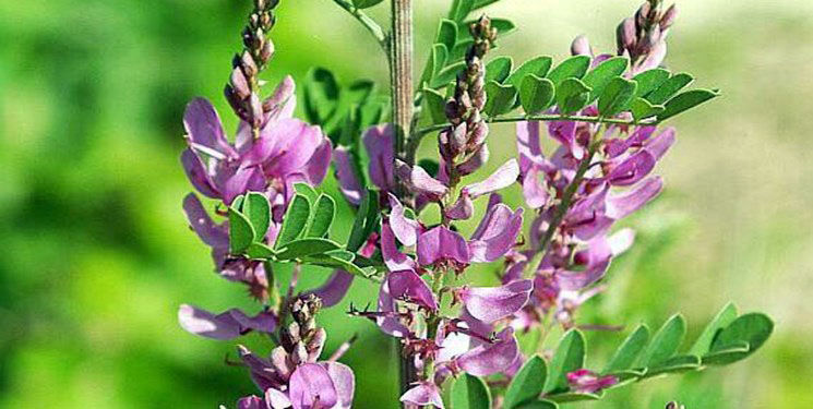 نخستین برداشت گیاه صنعتی &laquo;نیل گل خوشه&zwnj;ای&raquo; در سیستان و بلوچستان