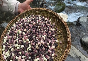 جشنواره توت، برای اولین بار در شهرستان تفت برگزار می‌شود