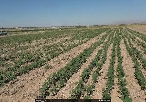 کشت نشاء گلخانه‌ای در بیرجند