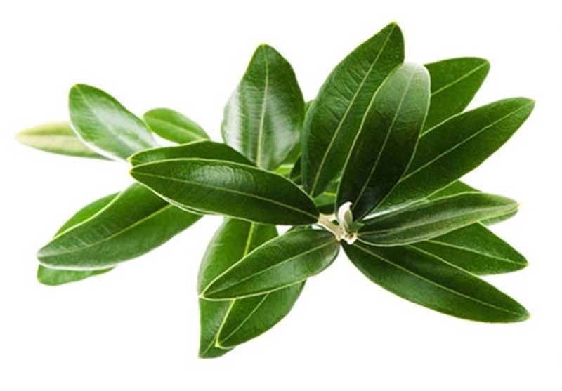 طب سنتی با مصرف جوشانده این برگ به جنگ 