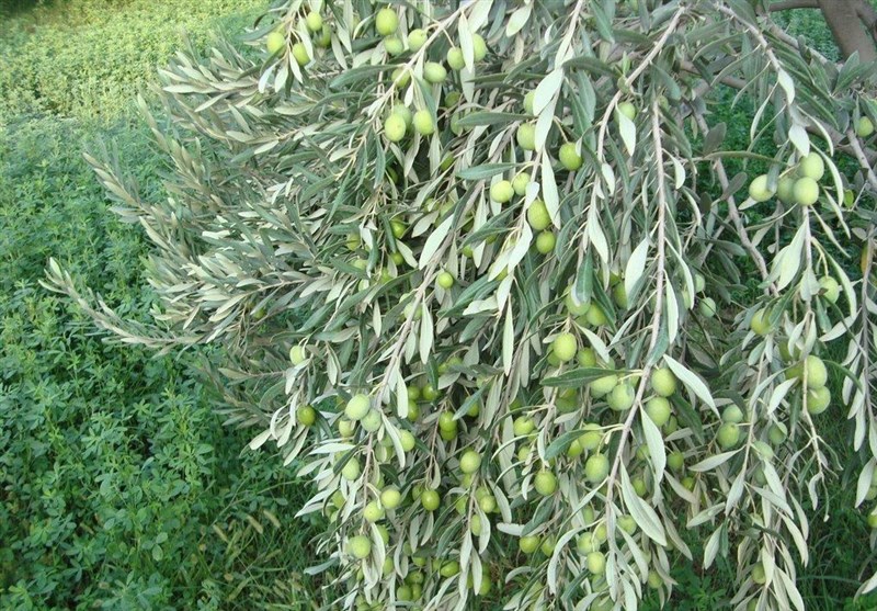 طب سنتی با مصرف جوشانده این برگ به جنگ 