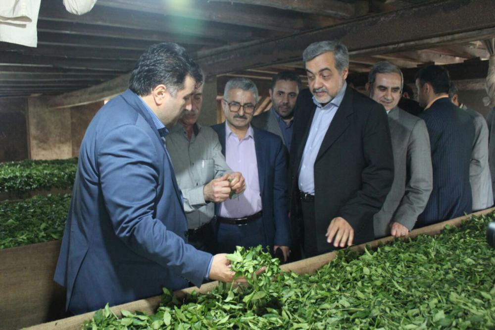 چای ایرانی شناسه دار می‌شود