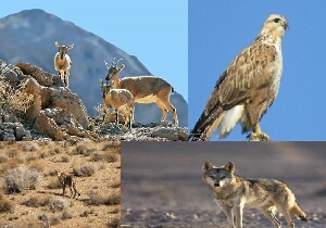 زیست ۲۵ درصد گونه‌های مهره دار کشور در خراسان‌جنوبی