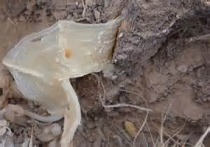 آغاز برداشت کتیرا از مراتع خوانسار