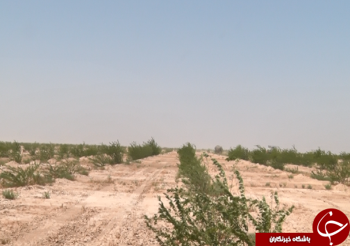 نهالکاری، مرهمی بر کانون&zwnj;های گردوغبار خوزستان/تامین آب و اعتبار، مهم&zwnj;ترین دغدغه ادامه عملیات