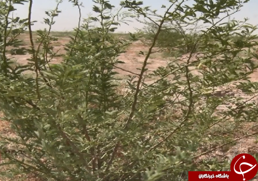 نهالکاری، مرهمی بر کانون&zwnj;های گردوغبار خوزستان/تامین آب و اعتبار، مهم&zwnj;ترین دغدغه ادامه عملیات