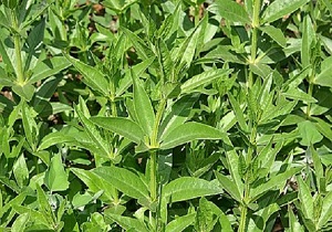 کشت روناس برای اولین بار در چهارمحال و بختیاری
