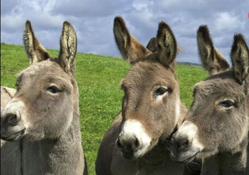 دمای هوا در شوش از ۵۰ درجه گذشت/تلاش برای مهار آتش در دهستان باغبزم بردسیر/