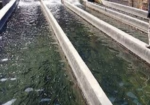 ممنوعیت مصرف مالاشیت گرین در واحد‌های آبزی‌پروری