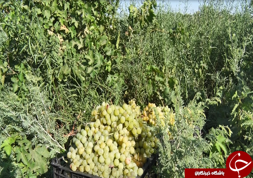 چشم نوازی مروارید&zwnj;های سبز و سرخ در دل نخلستان&zwnj;های جنوب+فیلم